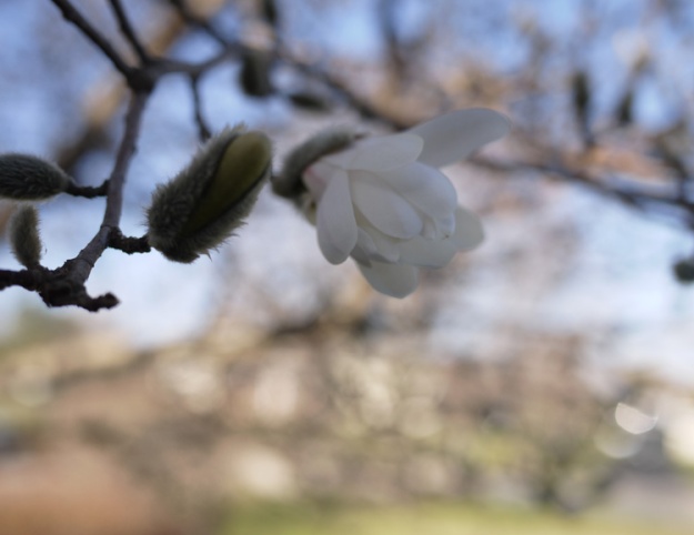magnolia 644