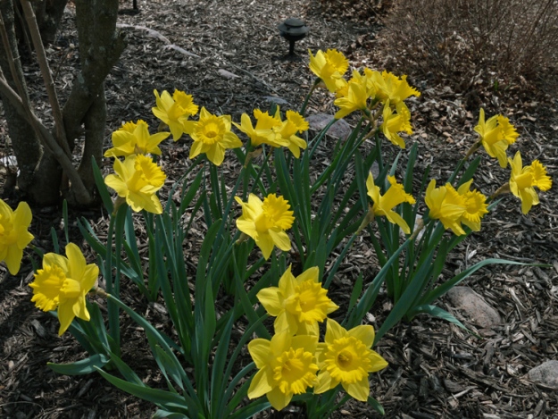 daffodils 959
