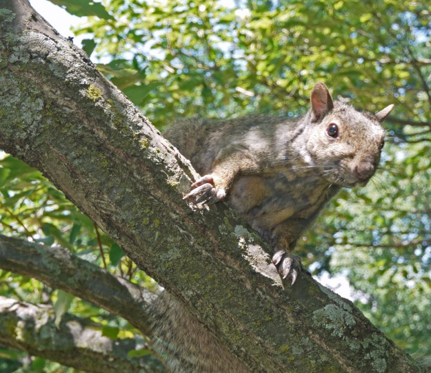 squirrel 044