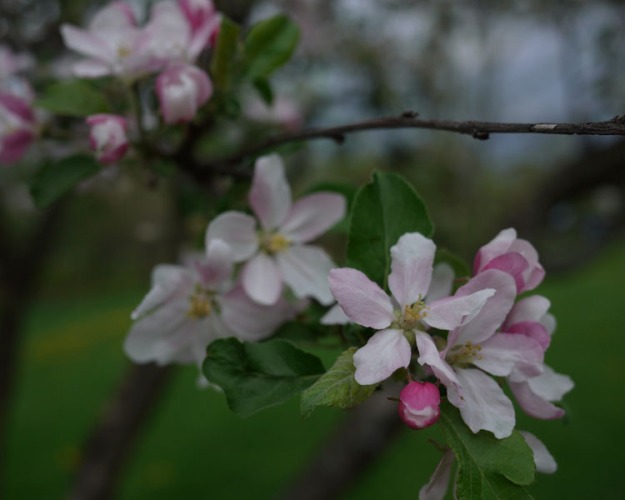 apple blossoms 590