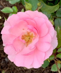 2019 rose garden 4389